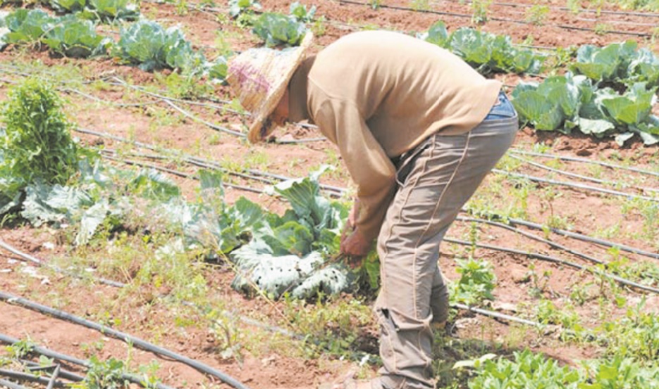 Des technologies de l'information  pour les petits agriculteurs familiaux