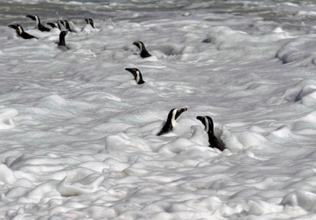 Les causes de l'extinction des manchots du Cap