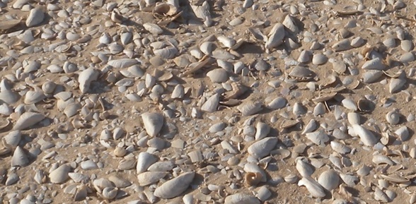 Focus sur l’amas coquillier dans la partie Nord Ouest de la baie de Dakhla. On distingue nettement les vestiges prépondérants des moules. La diversité des mollusques représentés (palourde, escargot et murex) montre qu'il s'agit de restes culinaires (Kitchen Midden).
