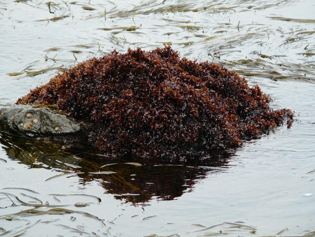 Les algues à la  rescousse du  secteur aquacole Les algues à la  rescousse du  secteur aquacole