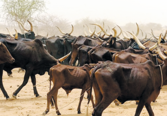 Niger : Résoudre durablement  les conflits agriculteurs-éleveurs