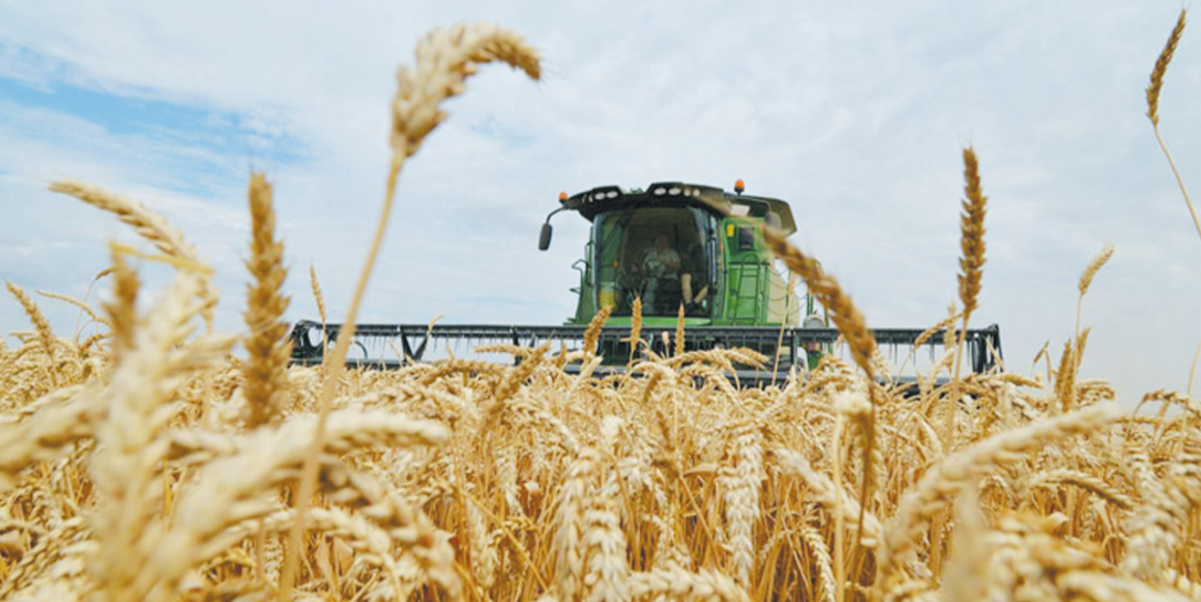La campagne agricole s’annonce  sous de bons auspices La campagne agricole s’annonce  sous de bons auspices