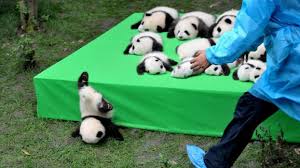Insolite