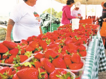 Kénitra accueille un Festival international de la fraise dédié aux richesses de l'Afrique