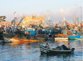 Hausse de la valeur de poissons débarqués au port d’Essaouira