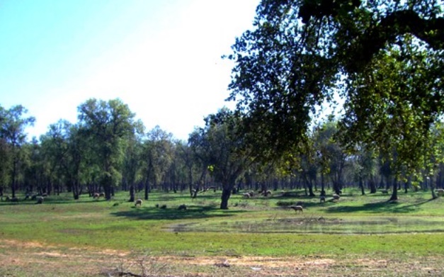 Ambitieux programme décennal de la forêt de Maâmora