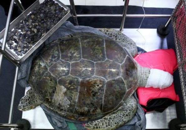 Insolite : Tortue alias «Tirelire»
