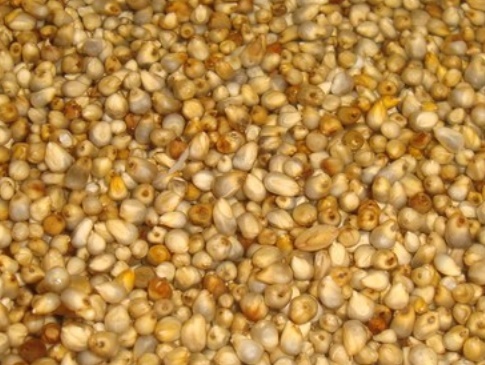 Le millet ou ‘’illane’’, une plante très prisée dans la région de Drâa-Tafilalet