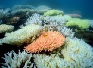 Coup dur pour la Grande Barrière de corail