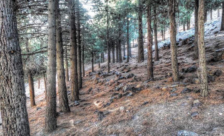 Les pays méditerranéens en conclave à Agadir pour la protection des forêts