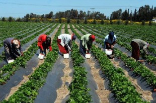 La région de Rabat-Salé-Kénitra contribue à hauteur de  15% à la VA agricole