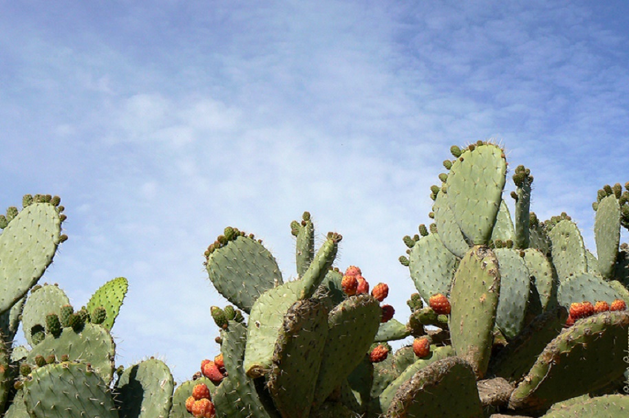 Contrôle et éradication de la Cochenille du cactus au Maroc