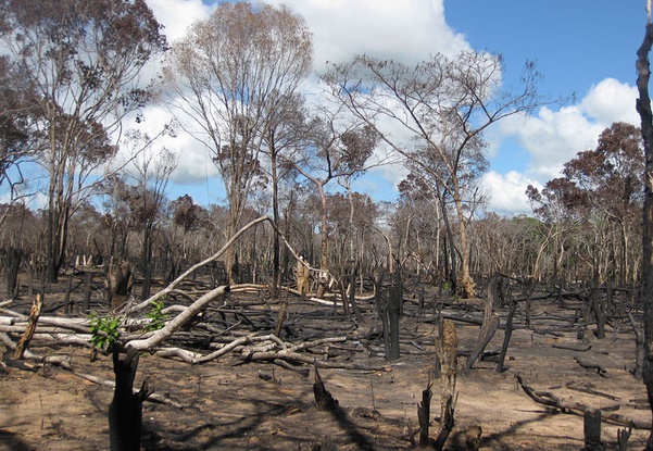 Le Mozambique en guerre contre l'exploitation illégale de ses forêts