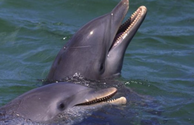 Les dauphins sauvages plus malades que ceux en captivité