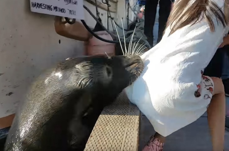 Insolite : Happée par une otarie