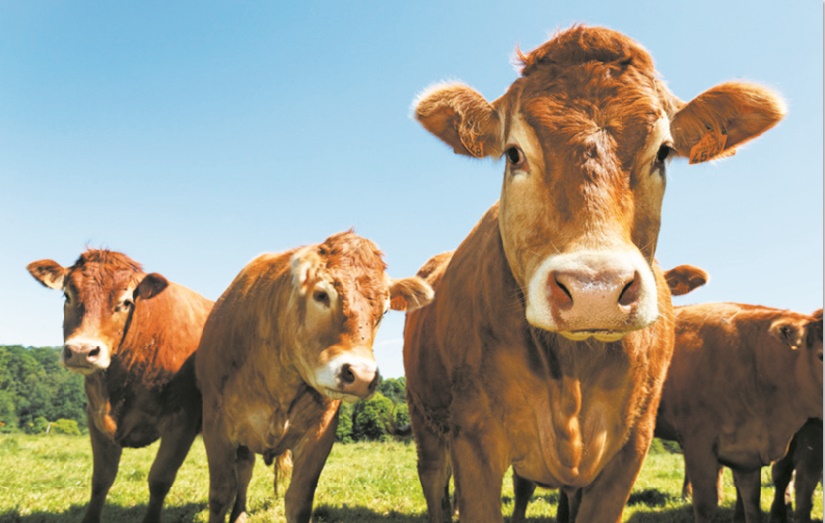 Le droit du consommateur à une information transparente sur la qualité des viandes rouges Le droit du consommateur à une information transparente sur la qualité des viandes rouges