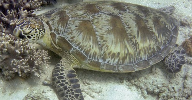 Médicaments et herbicides dans le sang des tortues de la Grande barrière