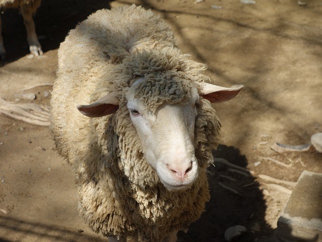 Insolite : Un logiciel pour  reconnaître les  moutons malheureux