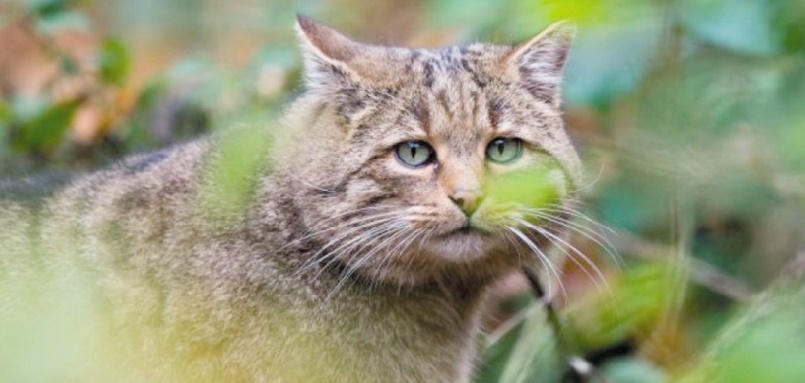 Une immense clôture contre les chats en Australie