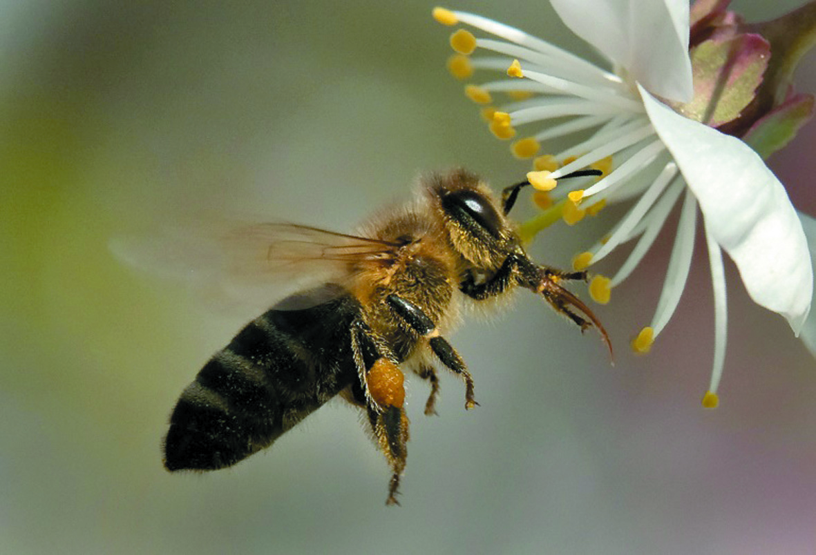 Deux expériences confirment la nocivité pour les abeilles d'un insecticide