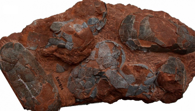 Des dinosaures étaient couvés comme des petits poussins
