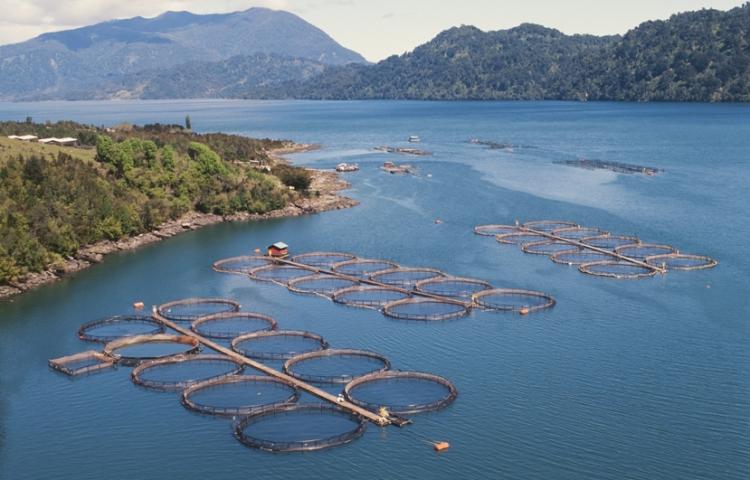 Le Chili veut produire plus de saumon sans provoquer d'hécatombe