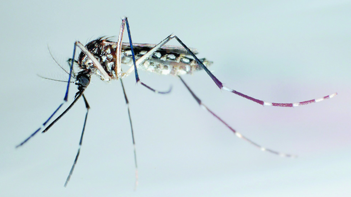Démasquer un criminel grâce  à un moustique Démasquer un criminel grâce  à un moustique