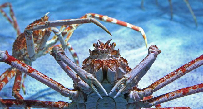 Chez l'araignée de mer,  le sang et l'oxygène  circulent grâce  aux intestins