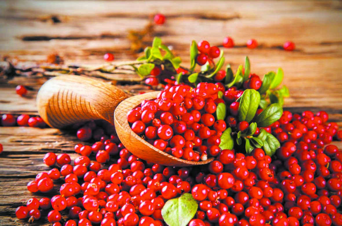 Les cranberries pour le bien-être intestinal