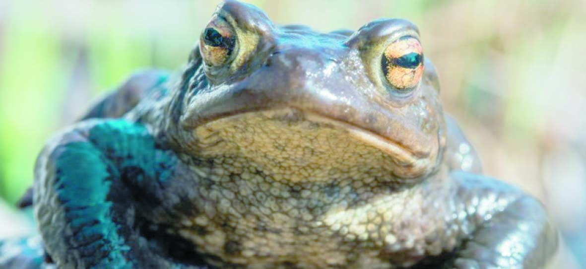 Insolite : Saisie de crapauds