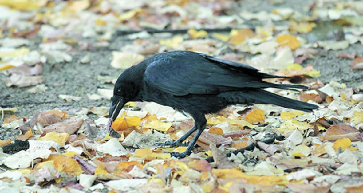 Les corbeaux comme les humains et les grands singes capables d'anticiper