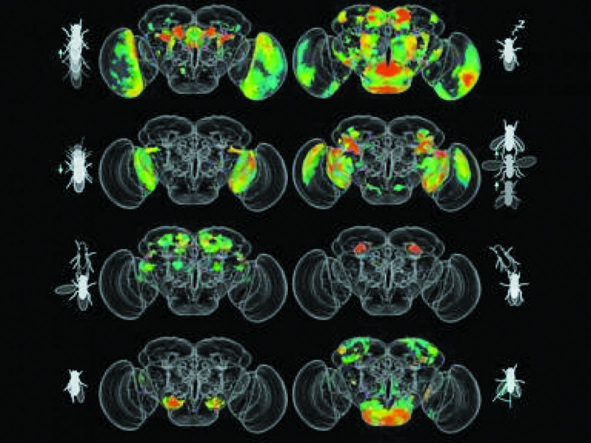 Une intelligence artificielle a décrypté le cerveau des mouches