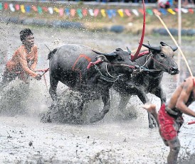 Insolite : Courses de buffles à la thaïlandaise Insolite : Courses de buffles à la thaïlandaise