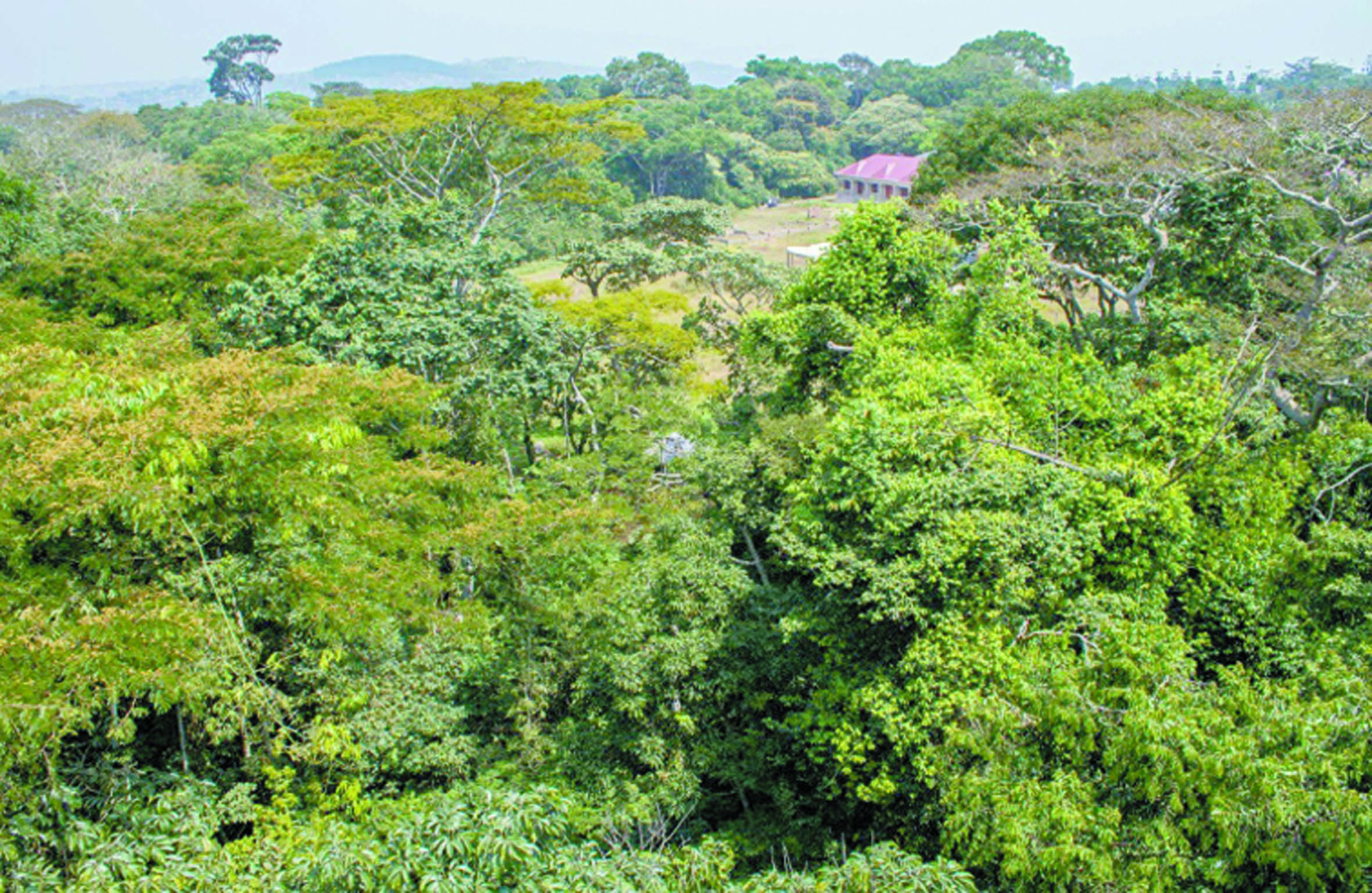 Financer la forestation en Afrique, nouvelle stratégie contre le réchauffement
