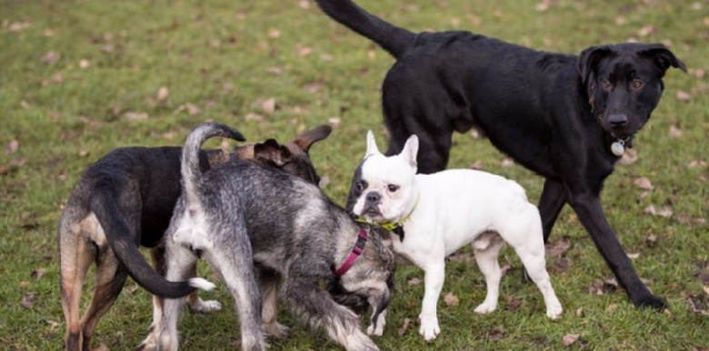 Deux gènes expliqueraient la domestication des chiens, selon des chercheurs