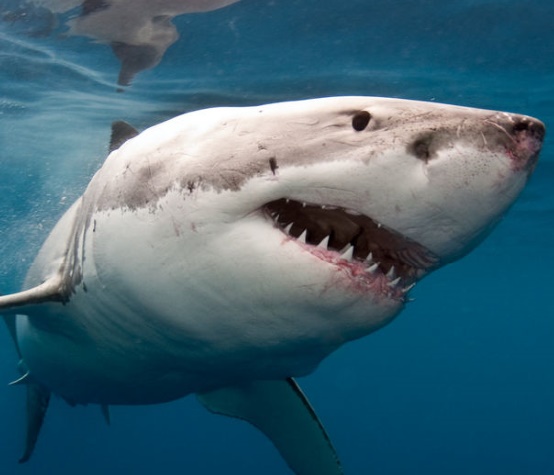 Les requins utilisent leurs épaules pour manger