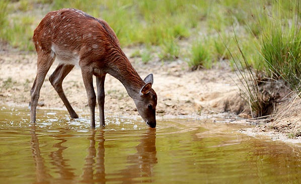 Près de Rio, remise en forme d'animaux avant leur retour à la forêt