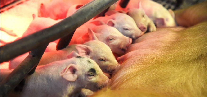 Des porcs génétiquement modifiés pour être donneurs d'organes