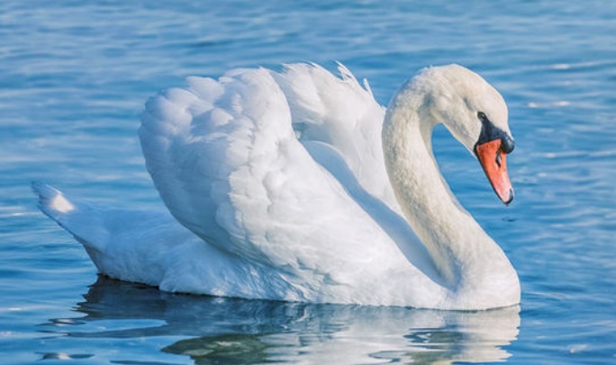 Insolite : Un cygne sur la voie
