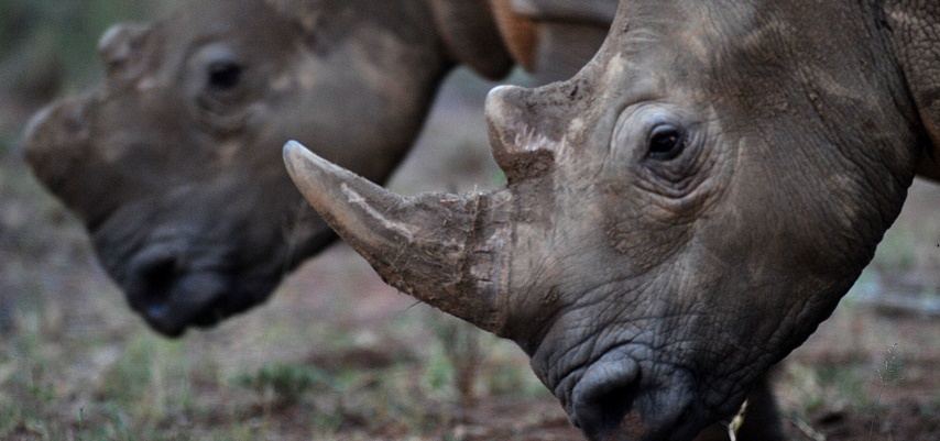 Cornes de rhinocéros : une vente aux enchères fait polémique