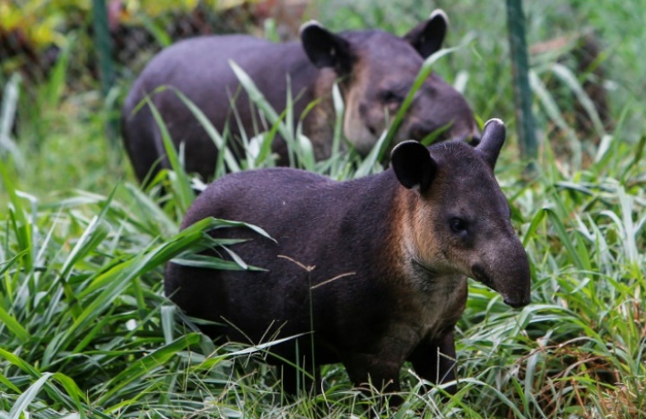 Au Nicaragua, le combat de quelques passionnés pour sauver le tapir
