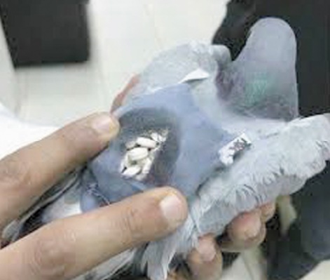 Insolite: Argentine, un pigeon transportant de la drogue dans les prisons abattu