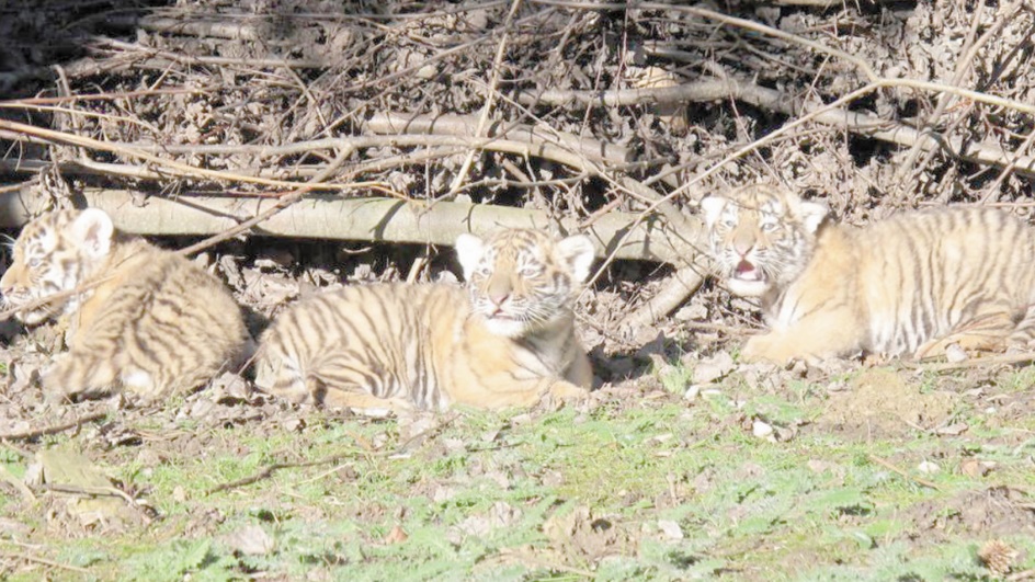 Petite leçon de chasse à destination des félins nés en captivité