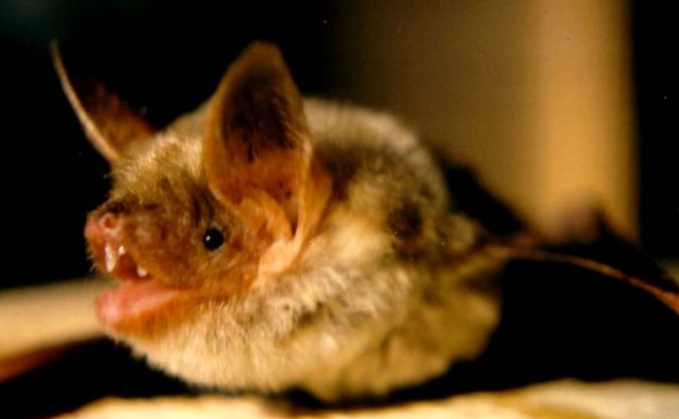 Les façades des immeubles trompent les radars des chauves-souris