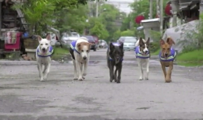 Insolite : Des chiens errants équipés de caméras de surveillance