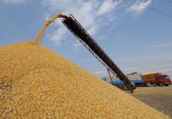 La production céréalière a atteint 96 millions de quintaux