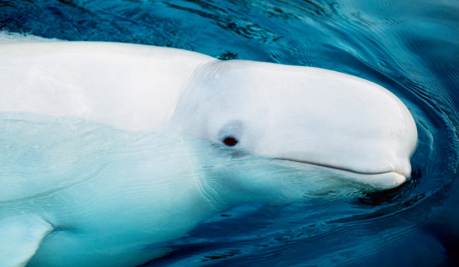 Le caribou et le béluga, espèces menacées Le caribou et le béluga, espèces menacées