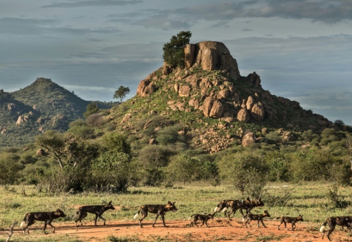 La faune sauvage kenyane décimée par des invasions de réserves privées