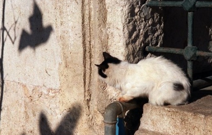 En Australie, un million d'oiseaux sont tués par les chats chaque jour En Australie, un million d'oiseaux sont tués par les chats chaque jour