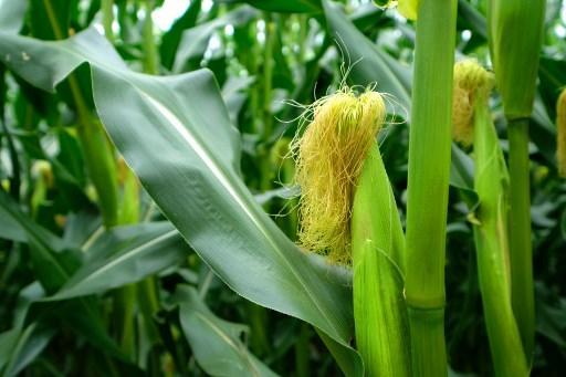 Du maïs génétiquement  modifié pour être  plus nutritif